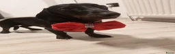 Miniature Dachshund dogs for sale: Adorable mini dachshunds - Advert 1