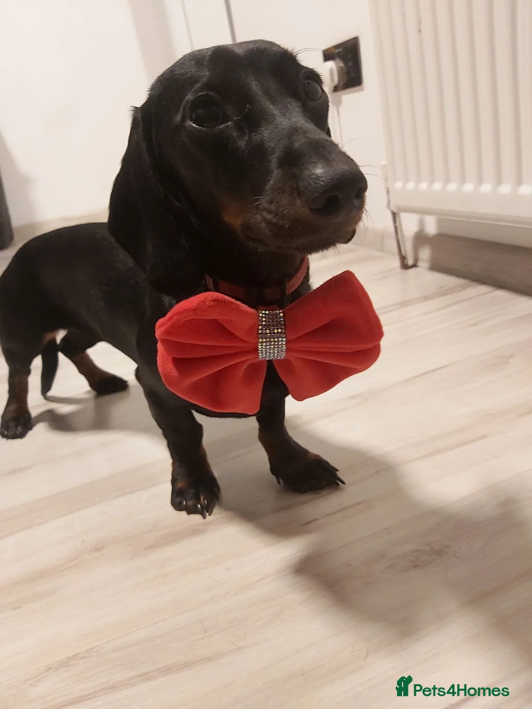 Miniature Dachshund dogs for sale: Adorable mini dachshunds - Advert 1