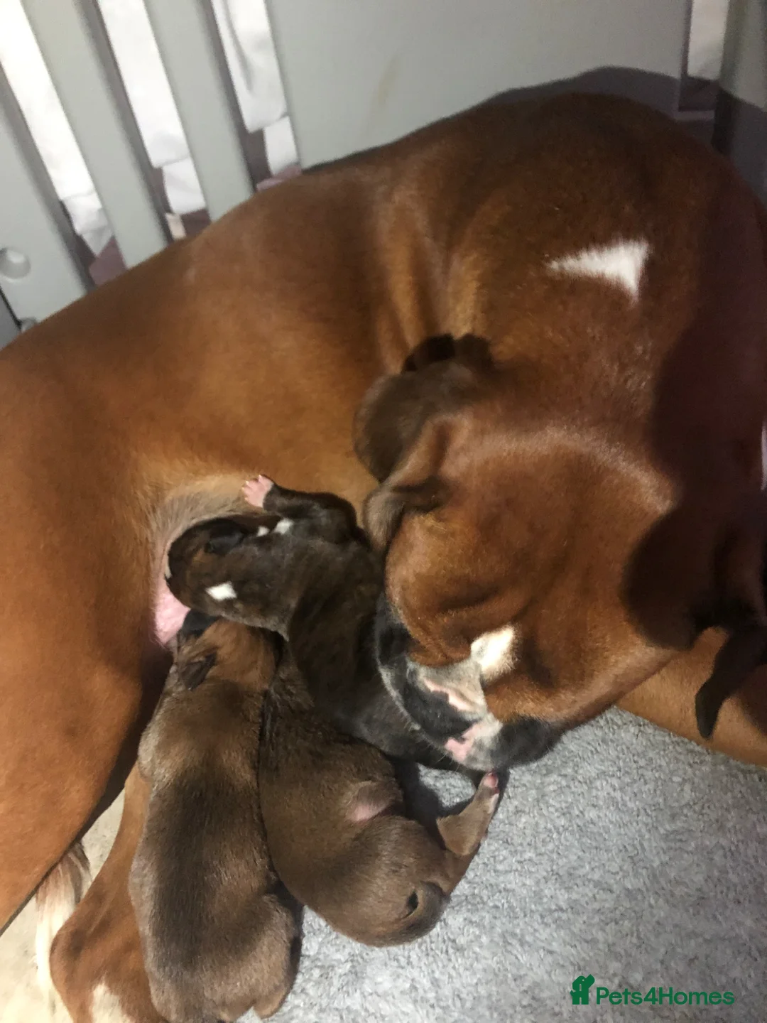 Boxer dogs for sale: KC registered boxers  - Advert 2