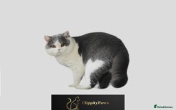 British Shorthair cats for stud: GCCF Registered Chunky British Shorthair Stud in Liverpool - Image 2