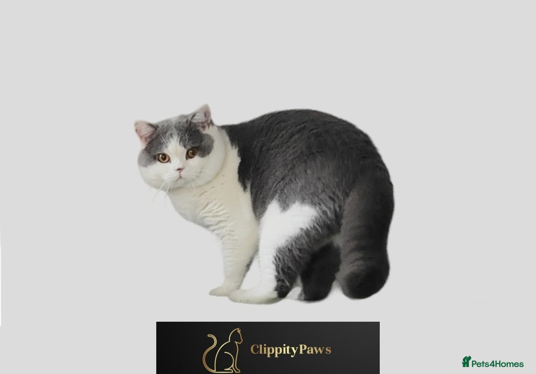 British Shorthair cats for stud: GCCF Registered Chunky British Shorthair Stud in Liverpool - Image 2
