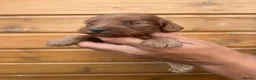Cockapoo dogs for sale: Beautiful Litter of 6 Cockapoo  - Advert 3