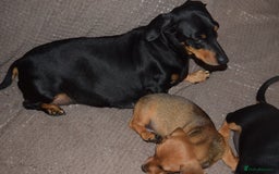 Dachshund dogs for sale: 3/4 MINIATURE SMOOTH DACHSHUND PUPPIES - Image 18