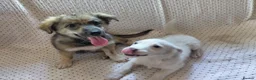 Mixed Breed dogs for adoption: ARNY - a Sweet Little Boy for a Loving Home - Advert 2