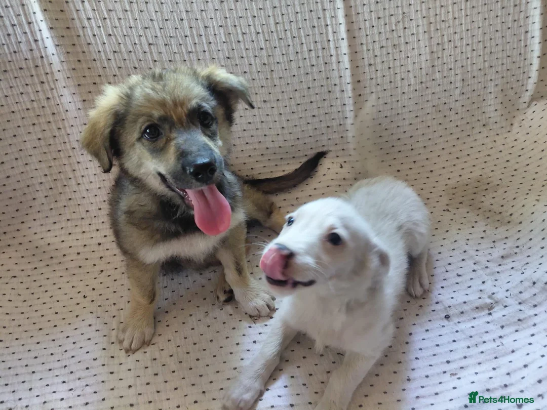 Mixed Breed dogs for adoption: ARNY - a Sweet Little Boy for a Loving Home - Advert 2