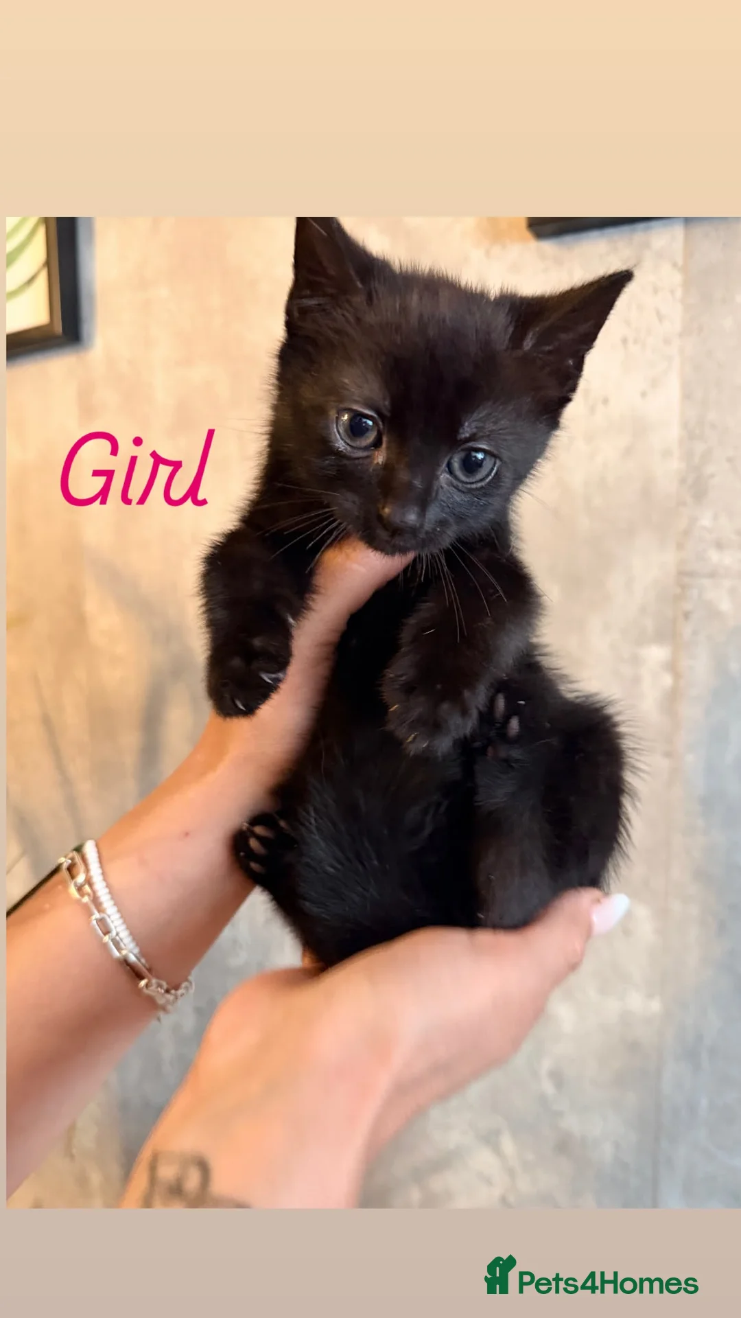 Mixed Breed cats for sale: 2 females  in Grays - Advert 3