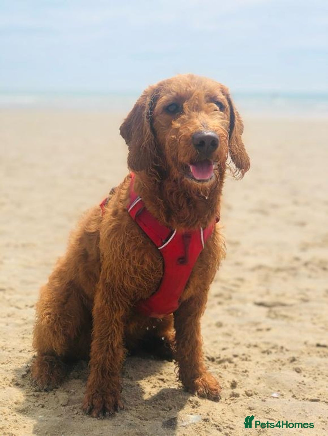 Australian Labradoodle dogs for sale: Australian Labrodoodle puppies - Advert 5