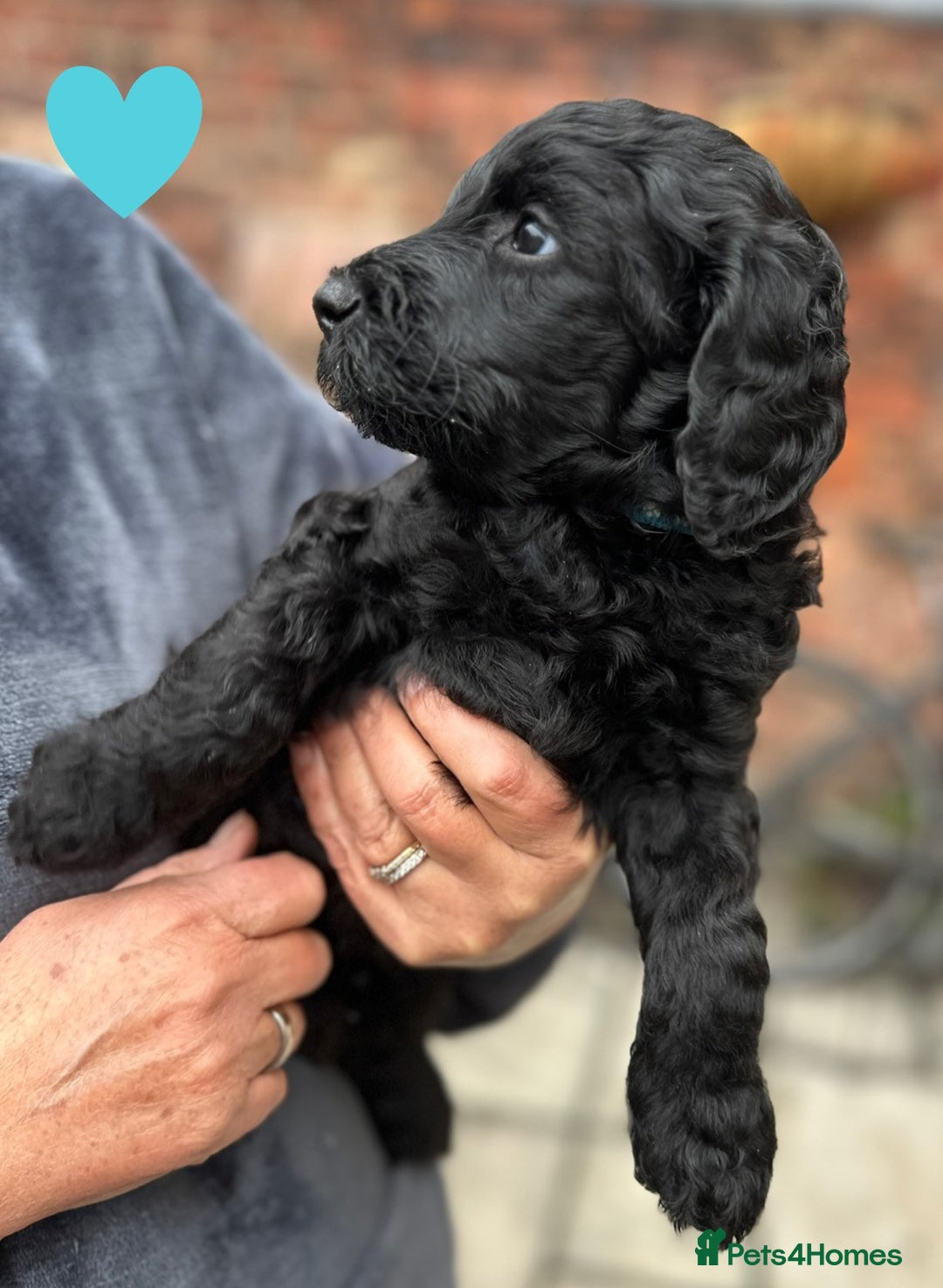 Labradoodle dogs for sale: Labradoodle puppies - Ready for forever homes now - Image 31