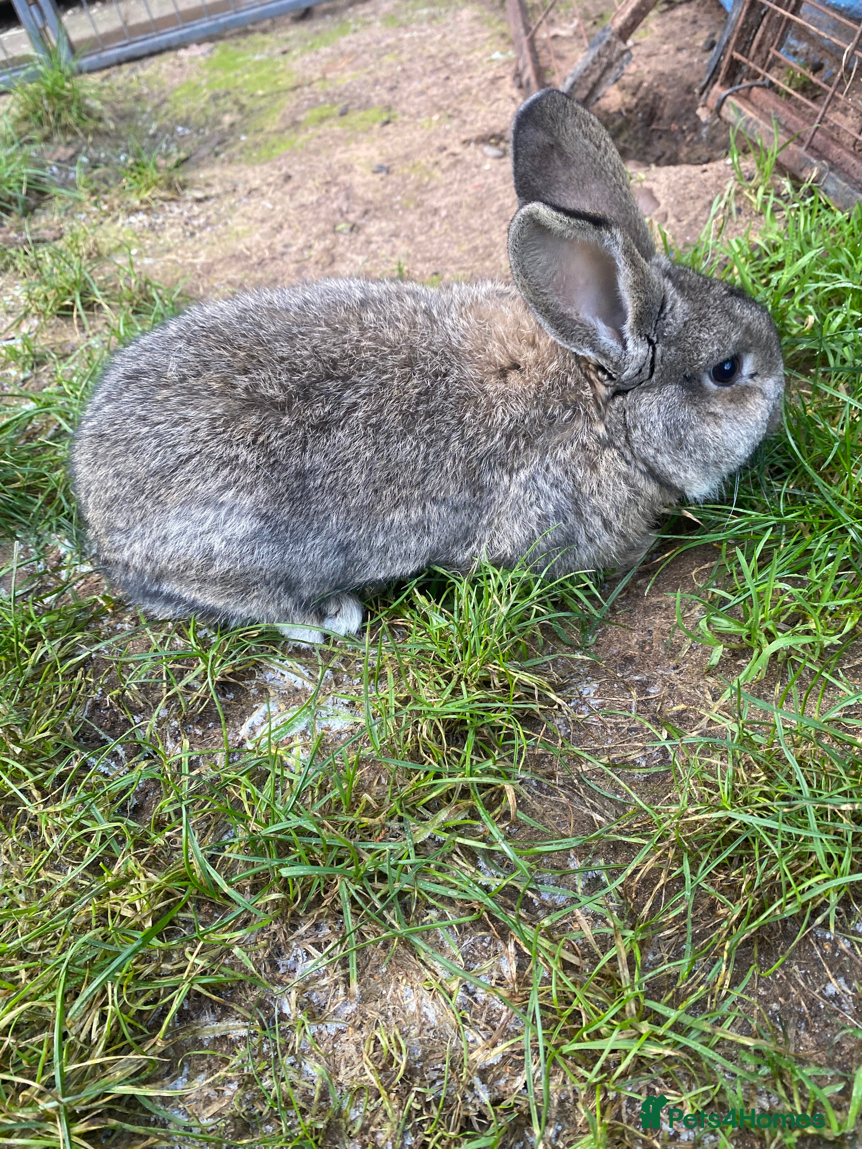 Mixed Breed rabbits Chin chilla rabbit cross French lop baby  - Advert 1