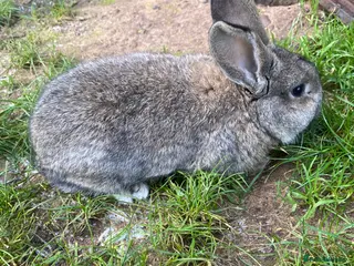 Mixed Breed rabbits Chin chilla rabbit cross French lop baby - Advert 9