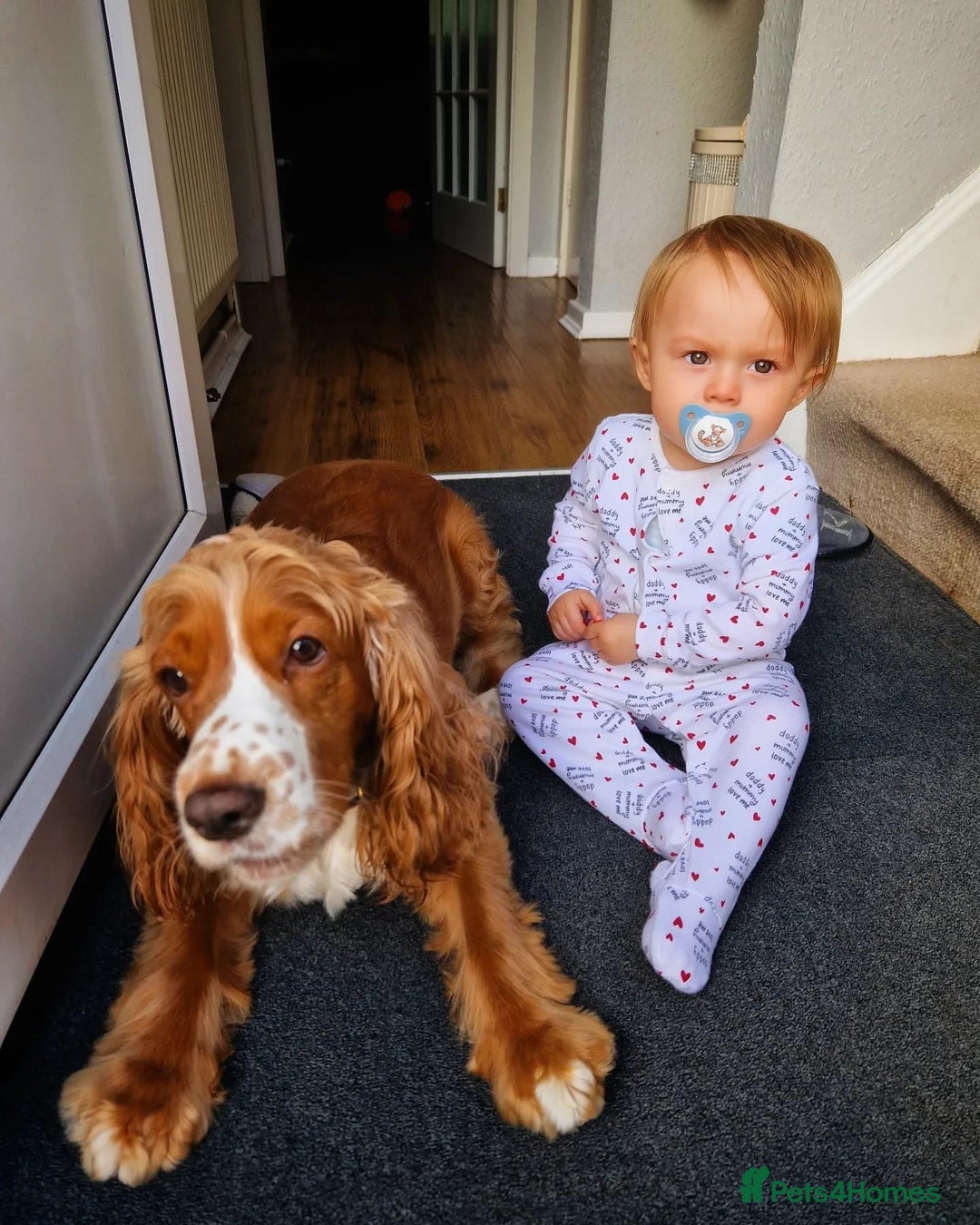 Cocker Spaniel dogs for sale: 6 year old female cocker spaniel  - Image 7