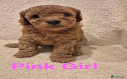 Cockapoo dogs for sale: Cockapoo Puppies!DNA tested parents! - Advert 5