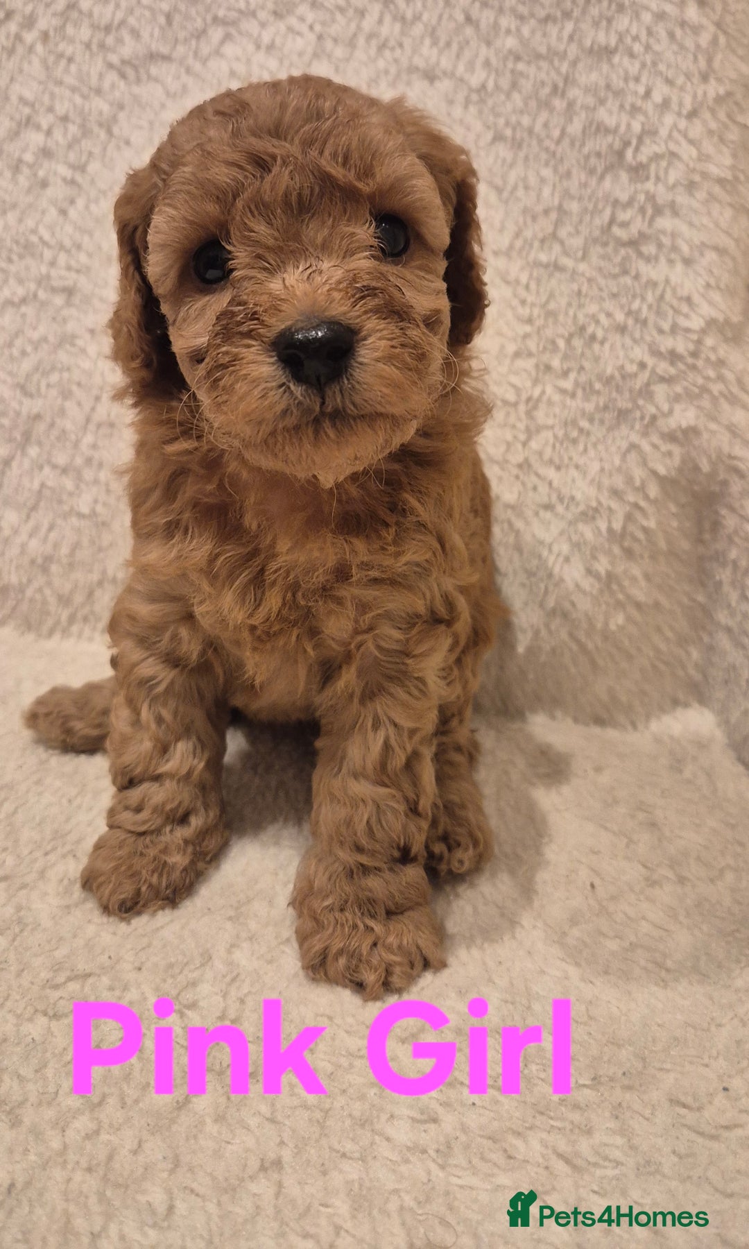 Cockapoo dogs for sale: Cockapoo Puppies!DNA tested parents! - Advert 5