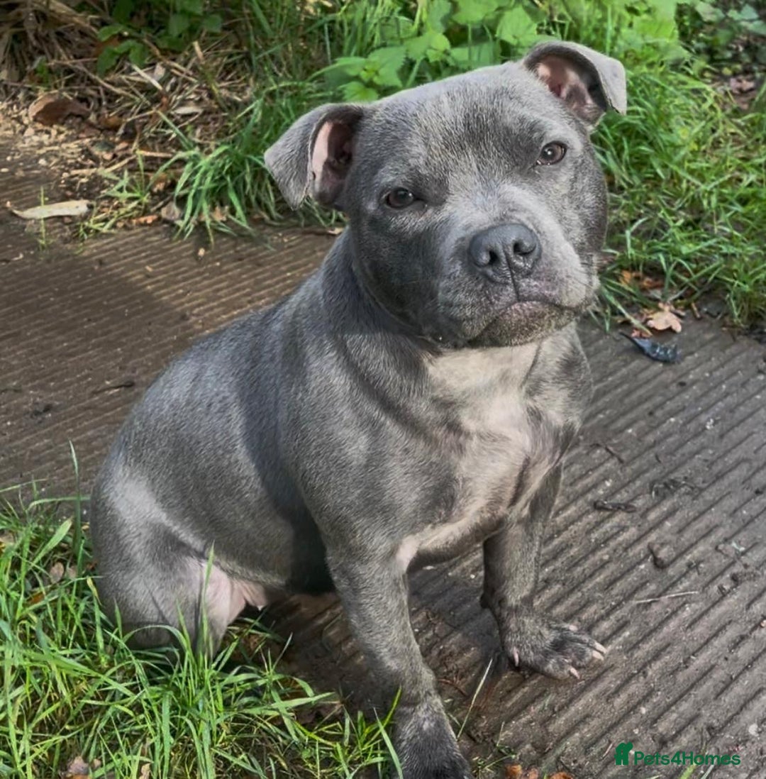 Staffordshire Bull Terrier dogs for sale: Beautiful solid blue staffy  - Advert 12