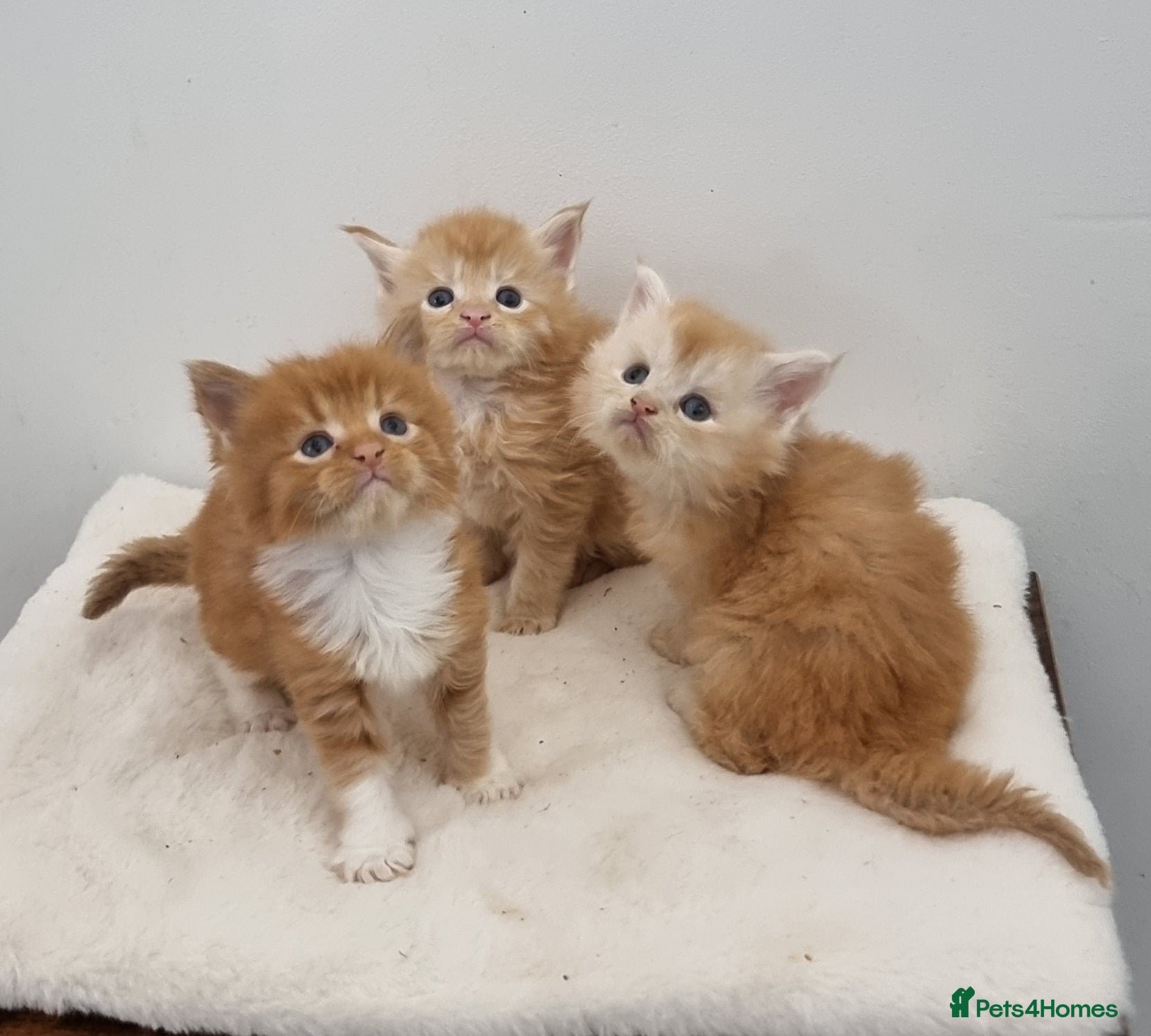 Maine Coon cats Pedigree GCCF Maine Coon Kitten available  - Advert 2