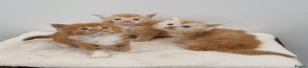 Red males