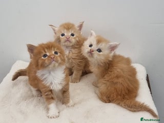 Maine Coon cats - Advert 7