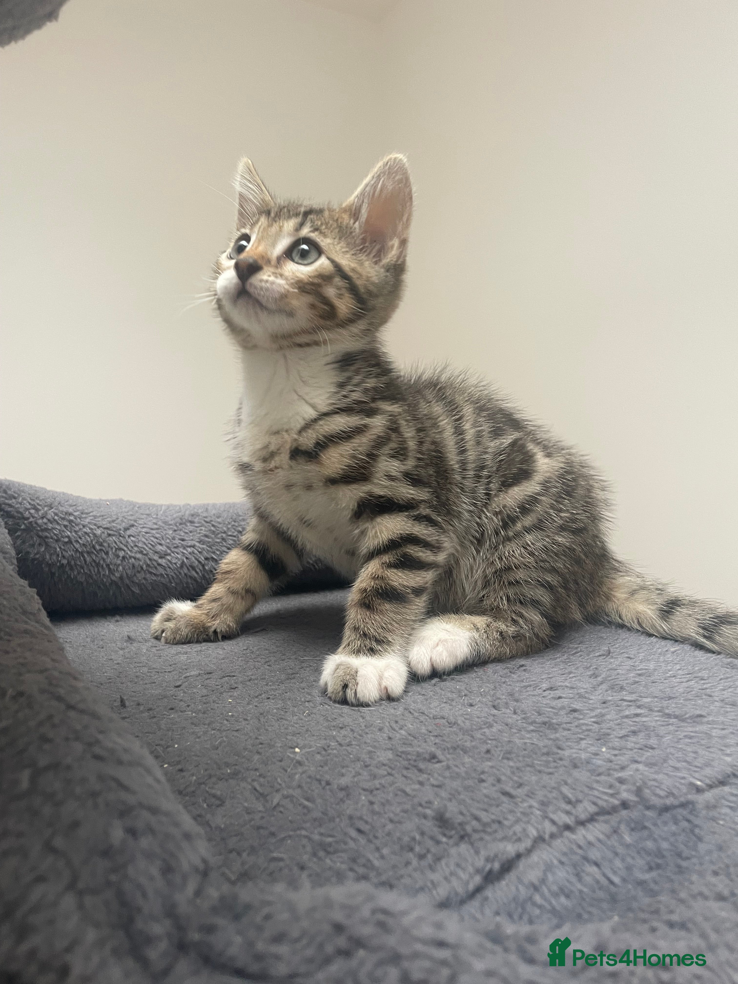Bengal cats for sale: Bengal X Kittens - Advert 5