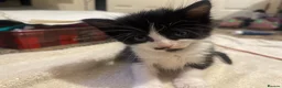 Mixed Breed cats for sale: Kittens ready  in Swansea - Advert 21