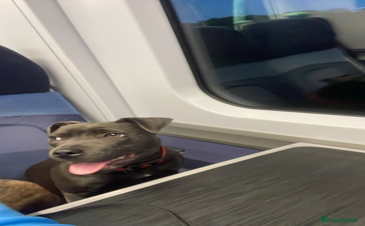 Staffordshire Bull Terrier dogs 10-Month-Old Blue Staffordshire Bull Terrier  - Advert 1