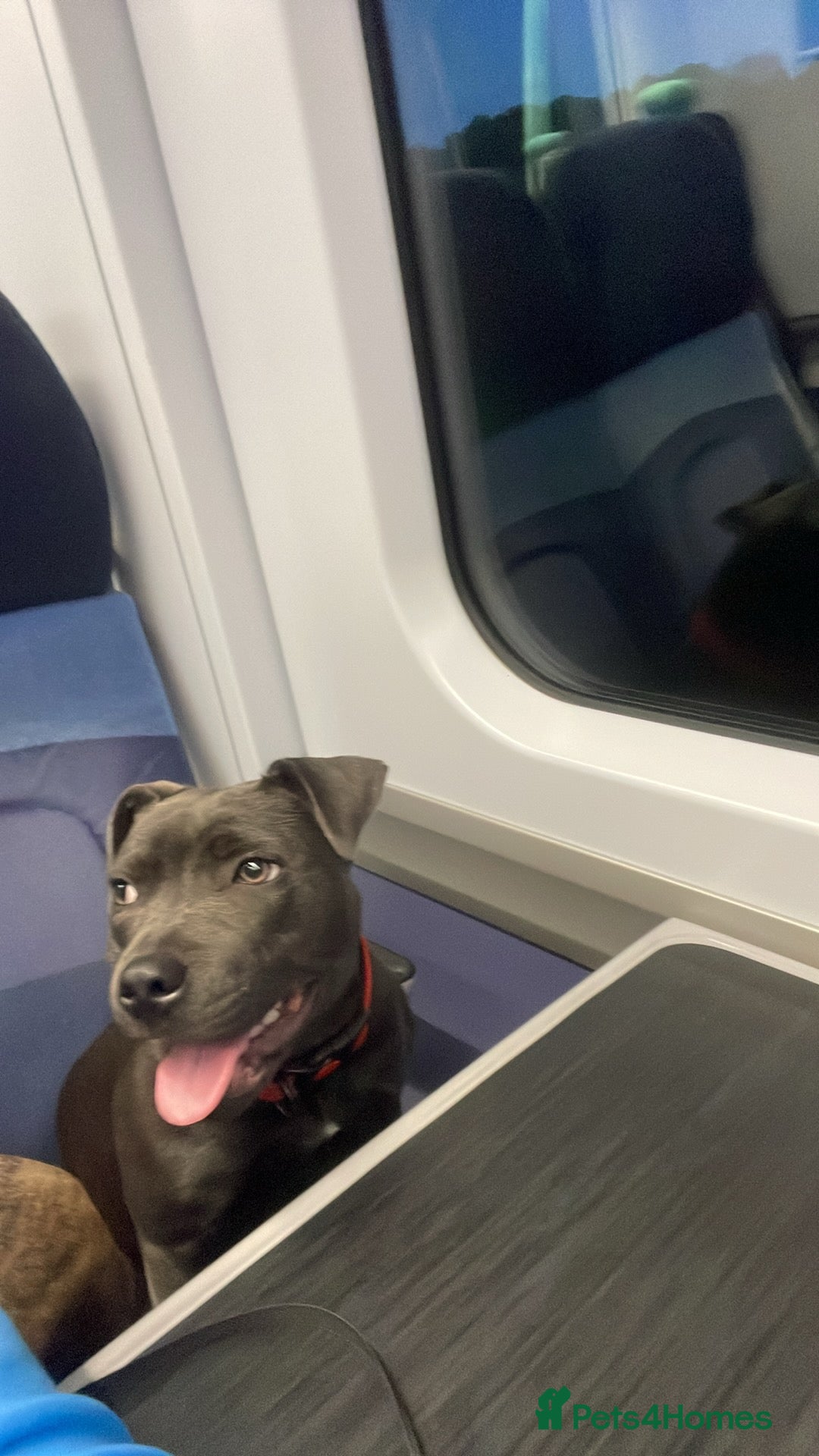 Staffordshire Bull Terrier dogs for sale: 10-Month-Old Blue Staffordshire Bull Terrier  - Advert 1