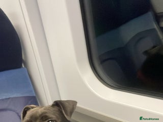 Staffordshire Bull Terrier dogs 10-Month-Old Blue Staffordshire Bull Terrier - Advert 6