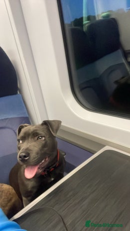 Staffordshire Bull Terrier dogs 10-Month-Old Blue Staffordshire Bull Terrier - Advert 1