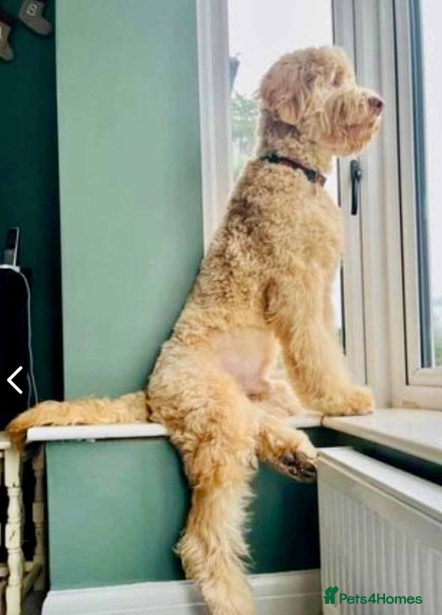 Labradoodle dogs QUALITY STANDARD MULITIGENERATIONAL DOUBLE DOODLES - Advert 2