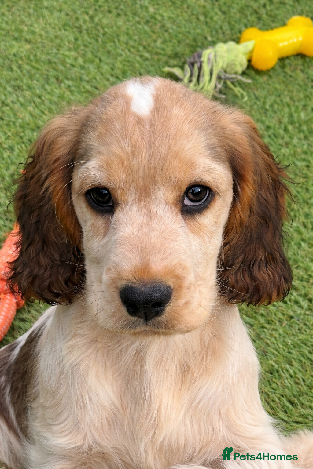 Cocker Spaniel dogs Stunning KC Show Cocker Spaniels - Advert 3