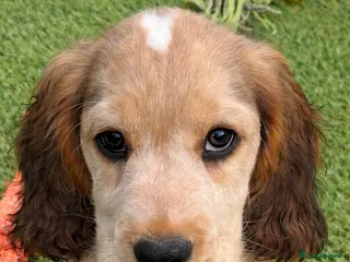 Cocker Spaniel dogs Stunning KC Show Cocker Spaniels - Advert 3