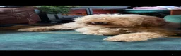 Labradoodle dogs for sale: Stunning F2 Labradoodle pups... Available soon - Advert 21