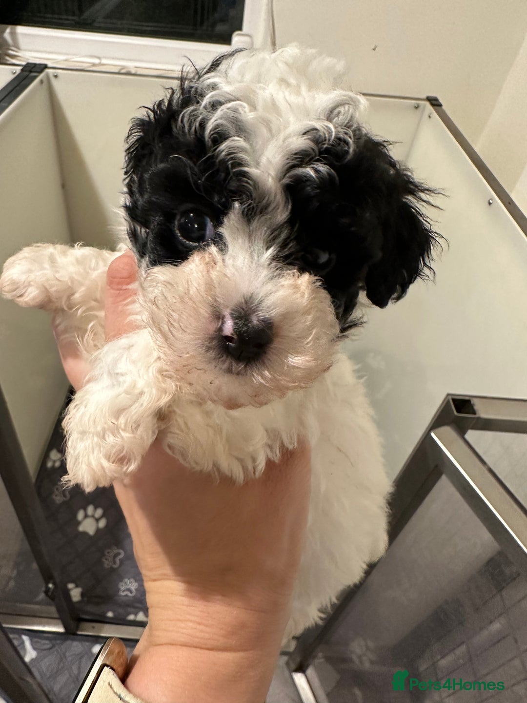 Toy Poodle dogs for sale: KC registered toy poodles - Image 18