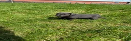 Labrador Retriever dogs for sale: RARE Stunning Silver & Charcoal Labrador Boy pups - Advert 7