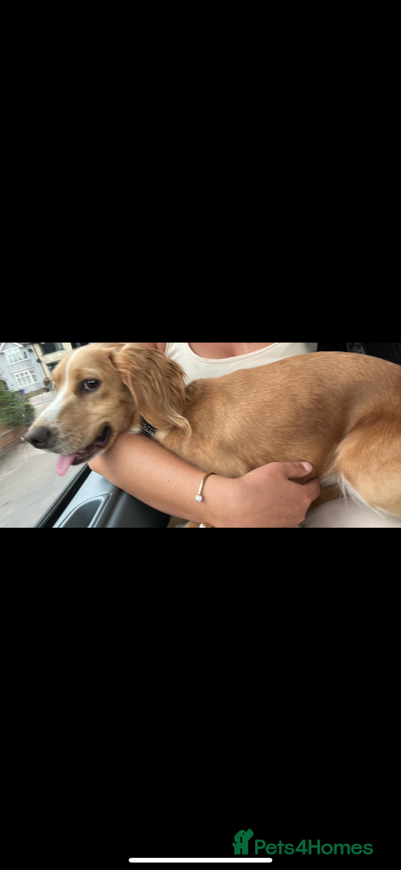 Cocker Spaniel dogs Beautiful cocker spaniels puppies 🐶 - Advert 9