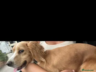 Cocker Spaniel dogs Beautiful cocker spaniels puppies 🐶 - Advert 9