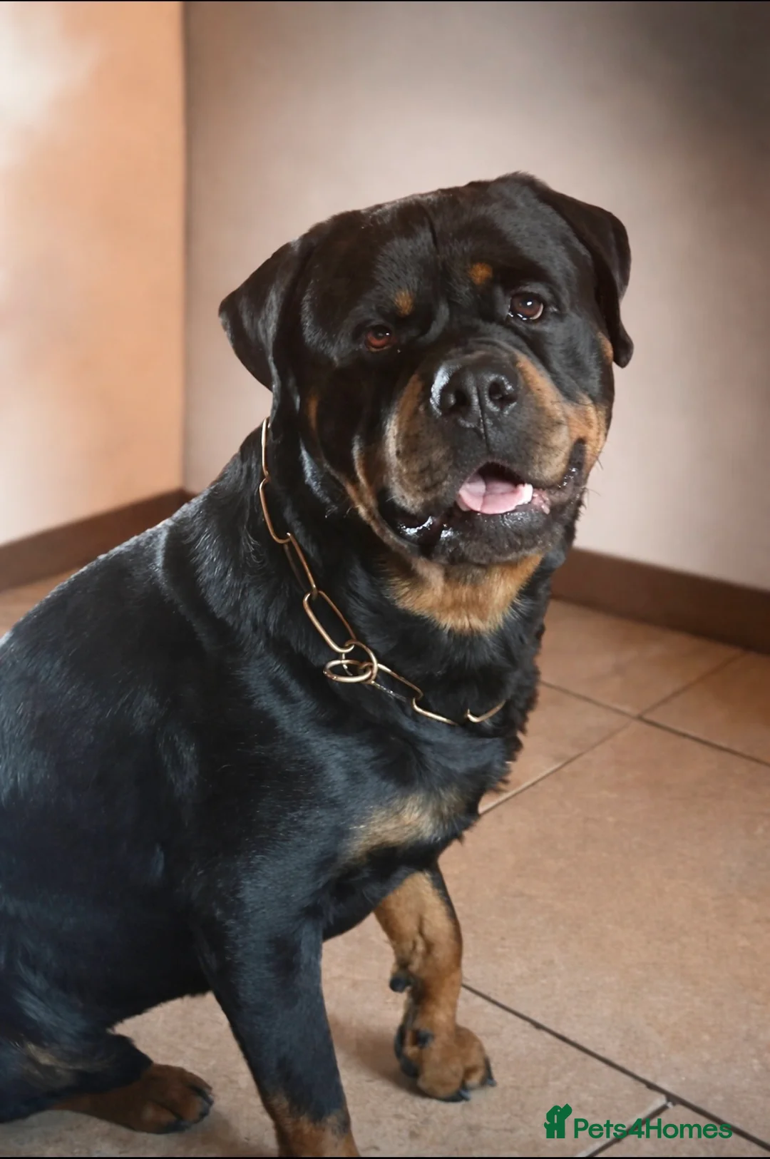 Rottweiler dogs for stud: Proven stud Hector 60kg plus Rottweiler KC Reg  - Advert 2