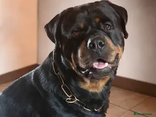 Rottweiler dogs Proven stud Hector 60kg plus Rottweiler KC Reg - Advert 8