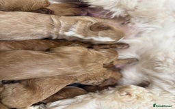 Australian Labradoodle dogs for sale: Australian Labdoodle  - Image 9