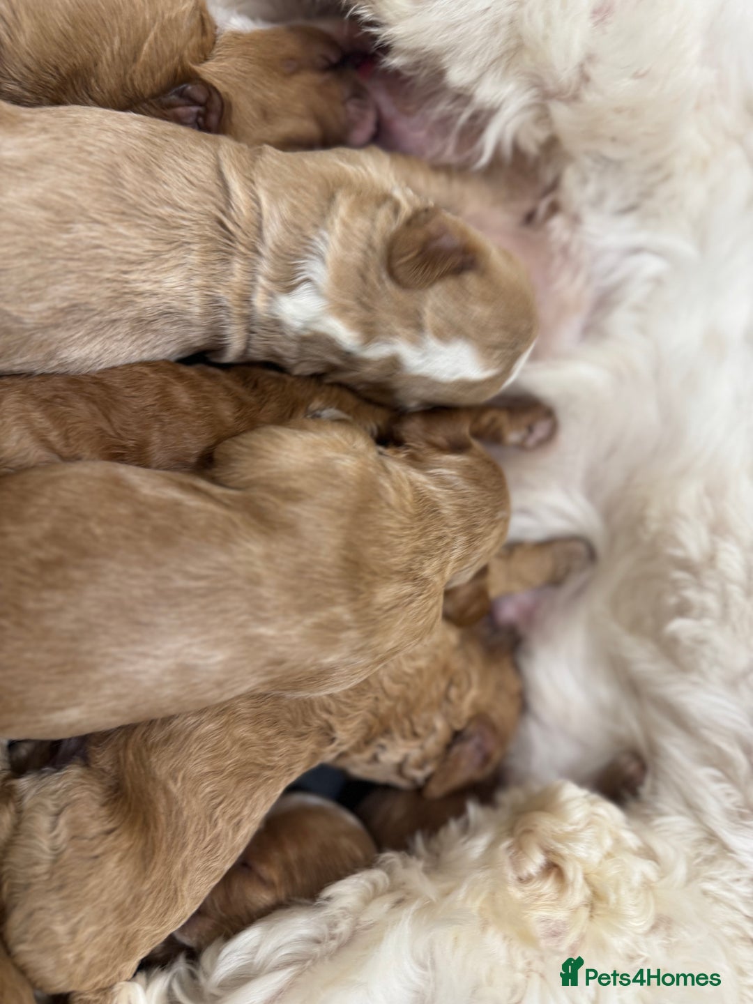 Australian Labradoodle dogs for sale: Australian Labdoodle  - Image 9