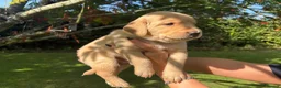Goldador dogs for sale: Golden Retriever Labrador Puppies - Advert 22