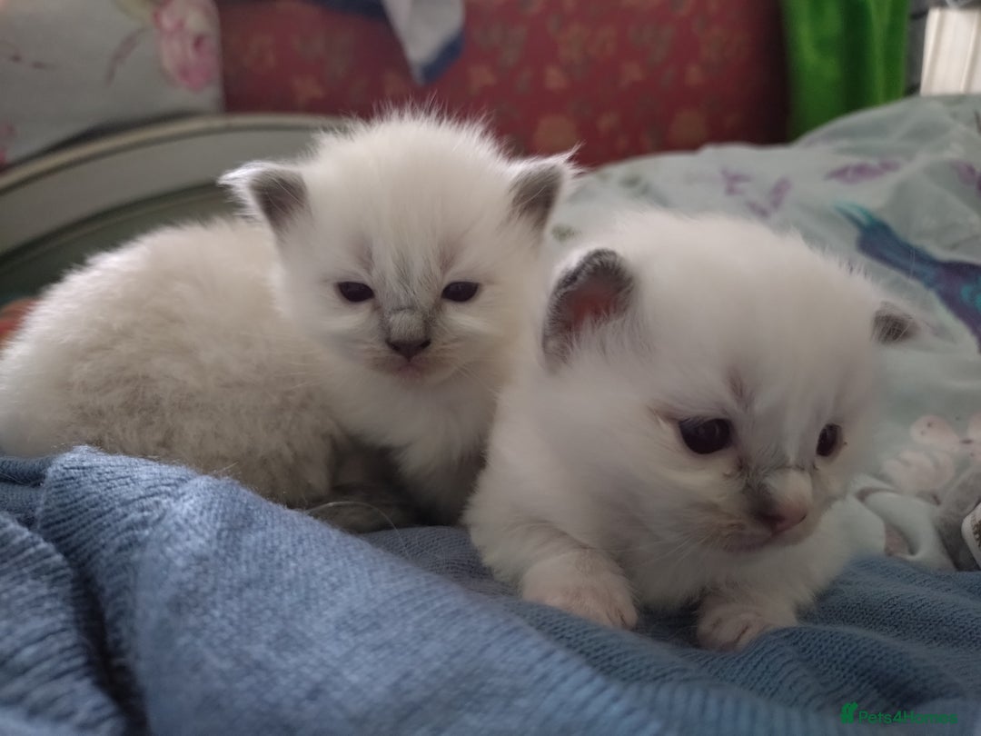 Ragdoll cats for sale: Beautiful Bluey  -unique little fluffy lovelies  - Image 6