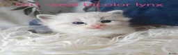 Ragdoll cats for sale: GCCF REGISTERED BEAUTIFUL RAGDOLLS KITTENS  - Advert 7
