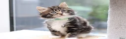 Mixed Breed cats for sale: Tabby Kittens Ready Soon - Advert 27