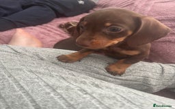 Dachshund dogs for sale: Beautiful miniature dachshunds  - Image 25