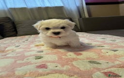 Maltese dogs for sale: Maltese puppies - Image 11