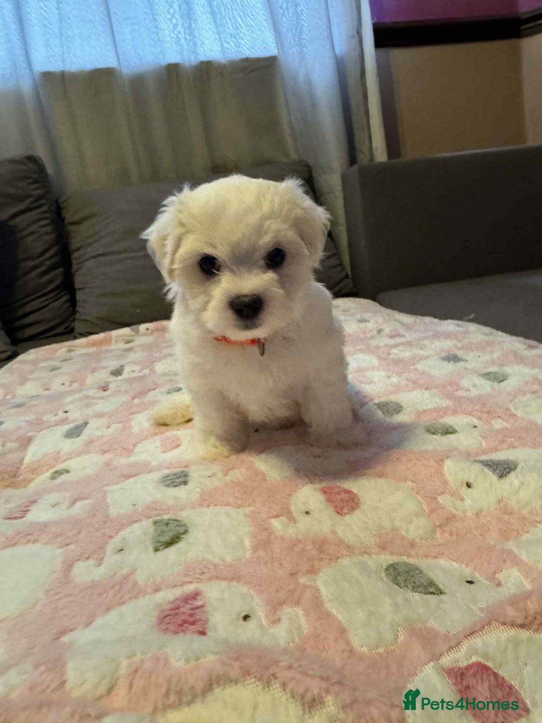 Maltese dogs for sale: Maltese puppies - Image 11