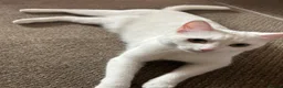 Mixed Breed cats for sale: Beautiful female white cat  - Advert 2