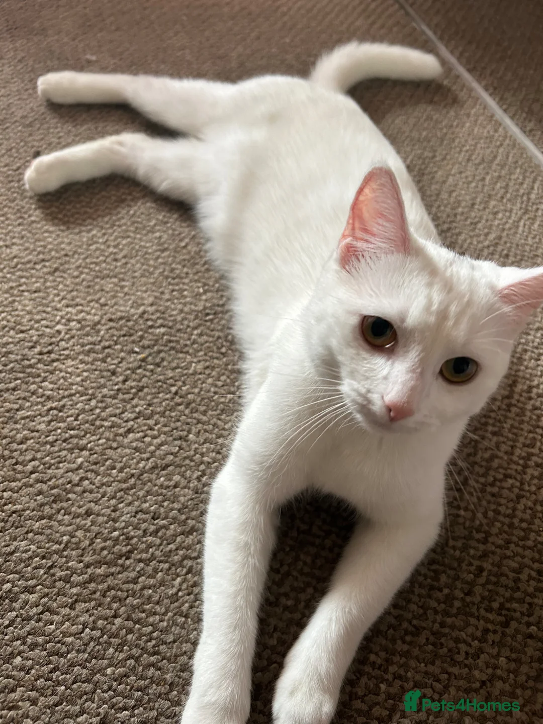 Mixed Breed cats for sale: Beautiful female white cat  - Advert 2