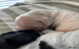 Cocker Spaniel dogs for sale: Beautiful Cocker Spaniel Puppies - Advert 8