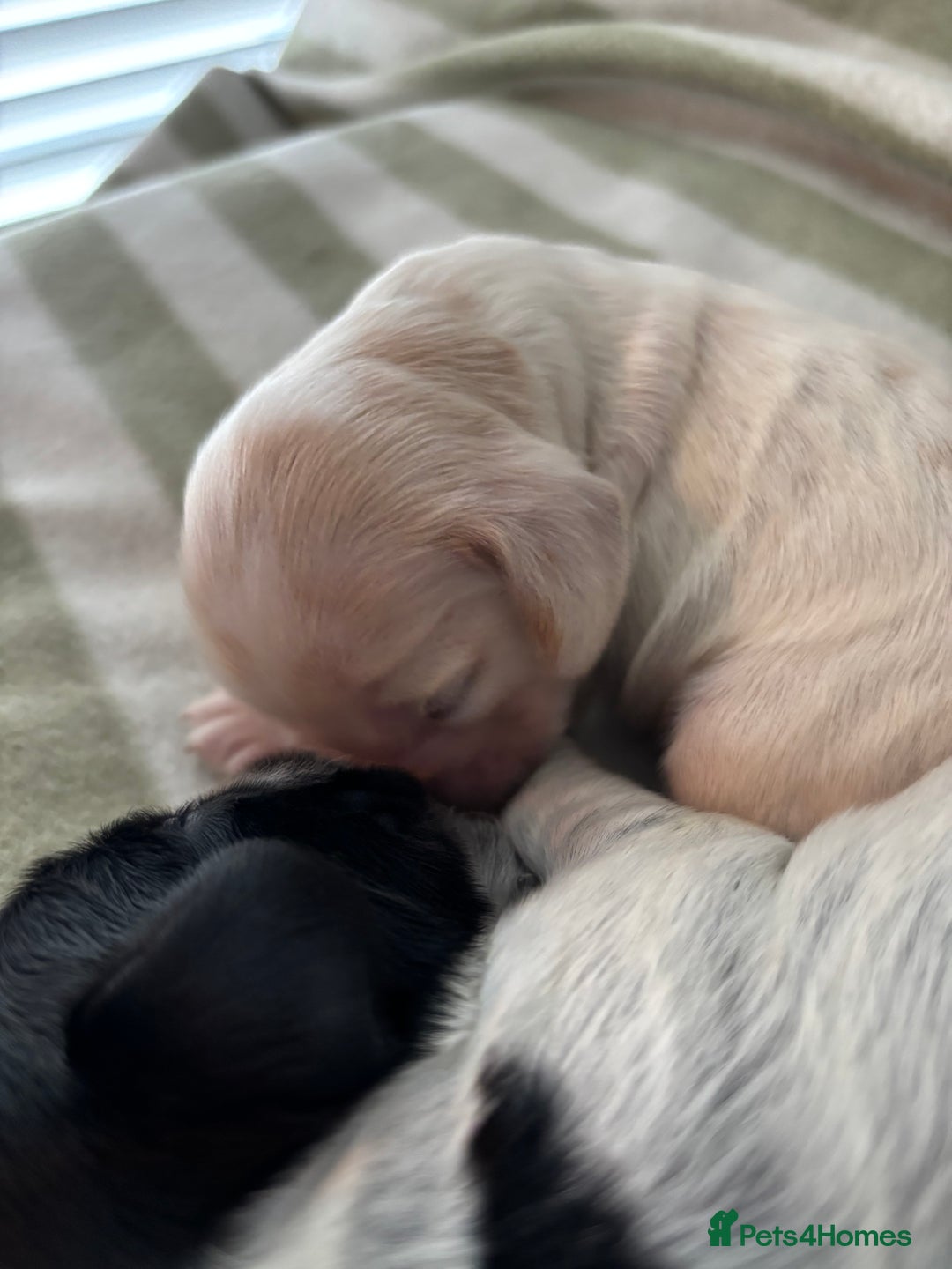 Cocker Spaniel dogs for sale: Beautiful Cocker Spaniel Puppies - Advert 8